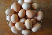 بيع البيض البلدي من البادية Selling organic eggs from badia