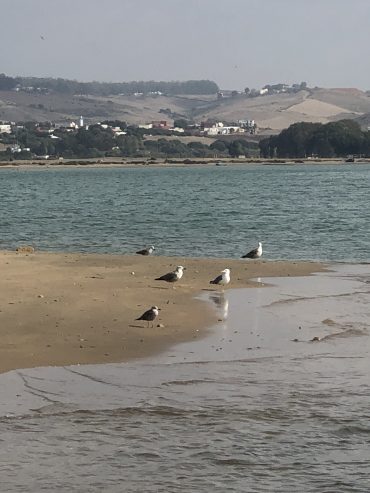 التجزئة الخضراء